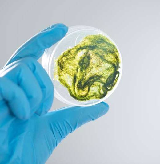 Work Packages - FEEDACTIV